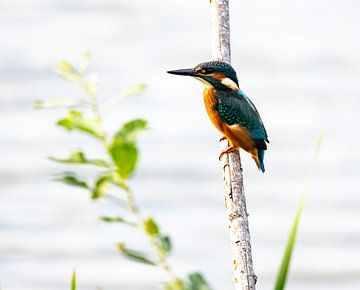 Kingfisher high key by Jean's Photography