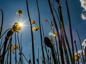 Buttercup with Sunshine by Martijn Wit thumbnail