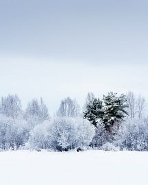 Gefrorenes Gemälde mit einem Spritzer Farbe von Steven Driesen