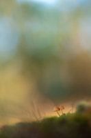 Macro 3