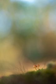 Macro 3 by Mariëlle de Valk