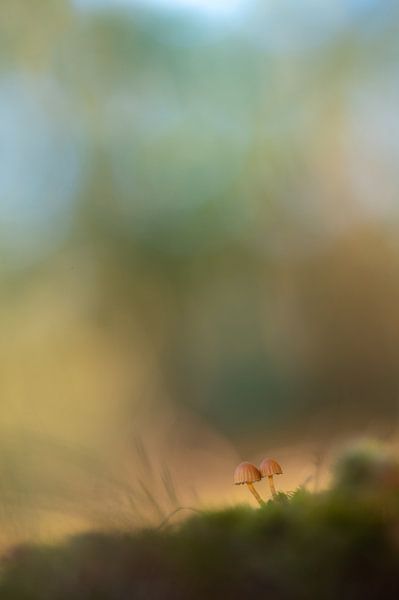 Macro 3 van Mariëlle de Valk