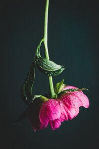 Pivoine à l'envers