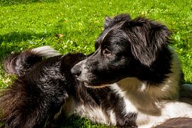 Border Collie by kattoo hillewaere