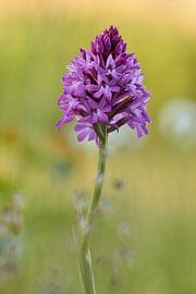 Orchis militaris van Francois Debets