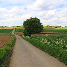 Uitgestrekt landschap van Judith van Bilsen