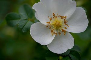Dünenrose - Blume 01