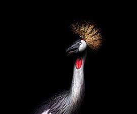 Crane Portrait