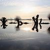 Knotwilgen bij hoog water in Oosterbeek van Ingrid Meuleman