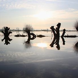 Knotwilgen bij hoog water in Oosterbeek van Ingrid Meuleman