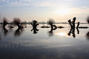 Knotwilgen bij hoog water in Oosterbeek van Ingrid Meuleman