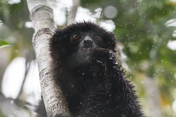 Milne-Edwards's sifaka van Tim Link