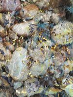 The Light Pours Out of Me