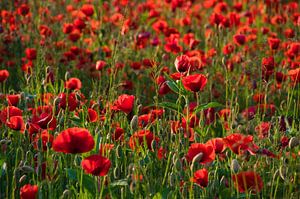 Klatschmohn im Abendlicht