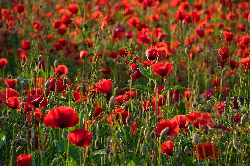 Corn poppy in the evening light by Tanja Voigt
