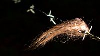 Pluis by Eric de Haan thumbnail