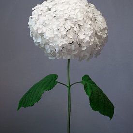 Hydrangea by Atelier Meta Scheltes