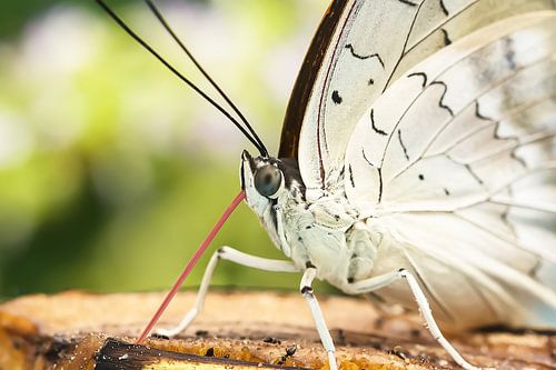 Macro van een vlinder in Vlindorado
