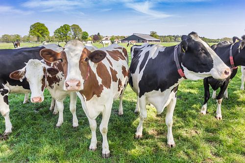 Red and black pied cows in Overijssel