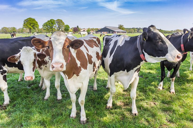 Red and black pied cows in Overijssel by Marc Venema