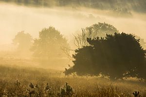 Hindes in zonsopgang van Danny Slijfer Natuurfotografie