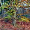 Wald in Herbstfarben von Erwin Zeemering