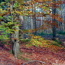 La forêt aux couleurs de l'automne sur Erwin Zeemering