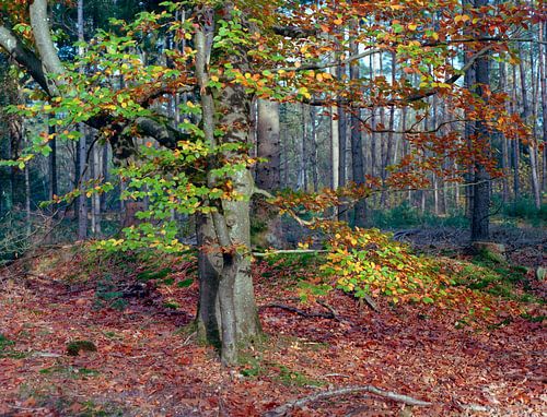 La forêt aux couleurs de l'automne