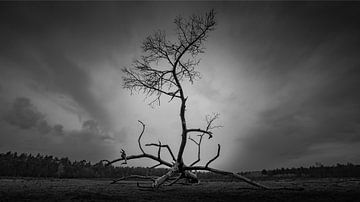 Lonely Tree van Patrick Rosenthal