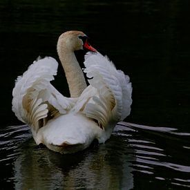 Mute swan in the twilight by rene marcel originals