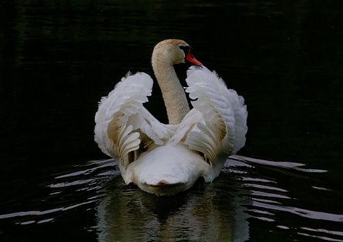 Höckerschwan in der Dämmerung von rene marcel originals