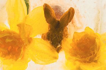 Daffodil with Easter bunny in ice 2 by Marc Heiligenstein