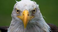 Mascotte Harly de arend van Go Ahead Eagles