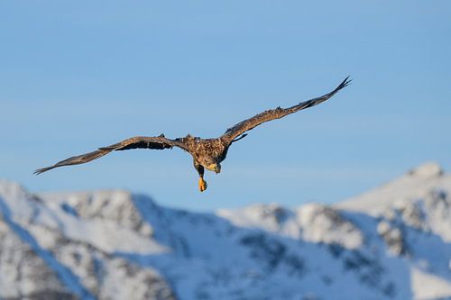 Zeearend jagend in de lucht in de winter