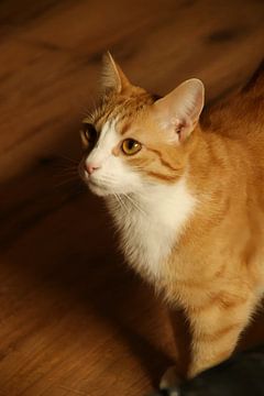 Rode kat van Sarah Gorter