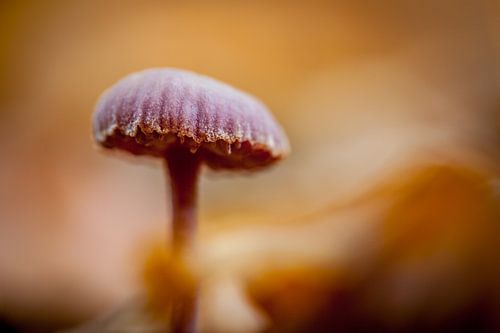 Paddestoel in een bed van goud.