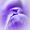 Kissing spring van Inez Wijker
