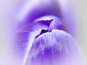 Kissing spring van Inez Wijker thumbnail