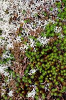 Stilte in Structuur – Zweedse Natuur van Dichtbij Nordic Details 008