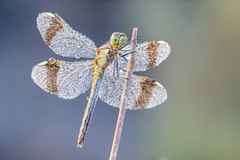 Banded dragonfly with dewdrops by home of nature