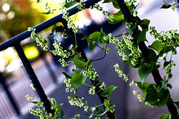 Knopf in der Blume von Joki Tien