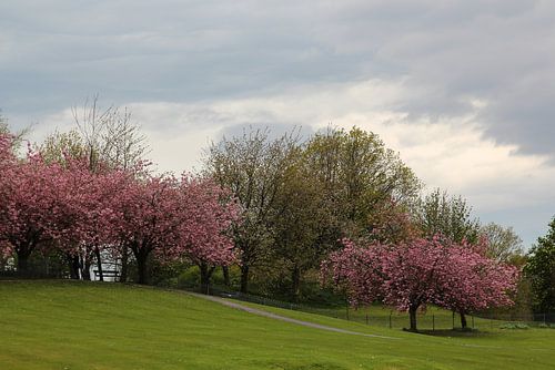 Bloeiende Japanse Kers