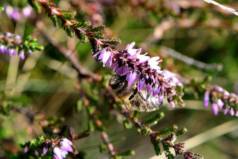 A bee on a flowering heather branch by Gerard de Zwaan