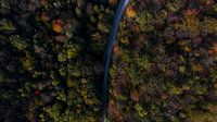 Eine Straße durchquert einen bunten Wald.