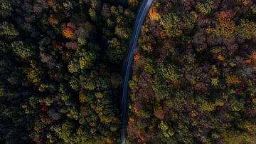 Een weg doorkruist een kleurrijk bos. van Kelvin Middelink