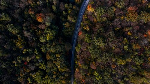 A road crosses a colourful forest.