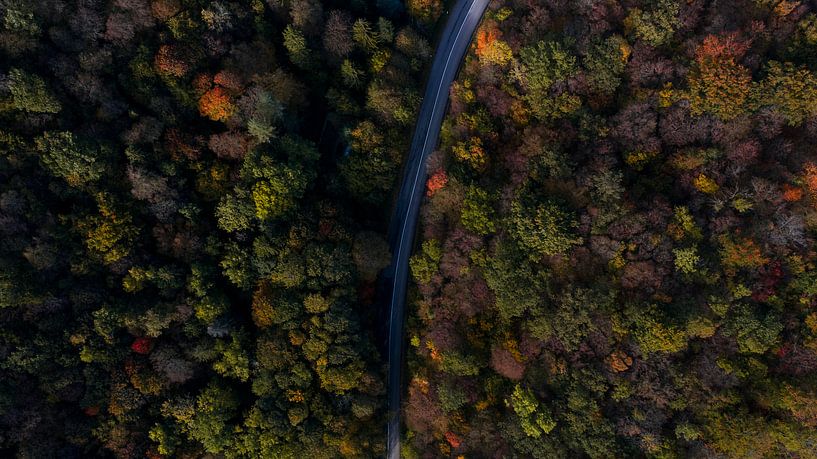Eine Straße durchquert einen bunten Wald. von Kelvin Middelink