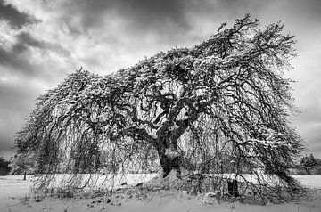 Süntelbuche im Winter