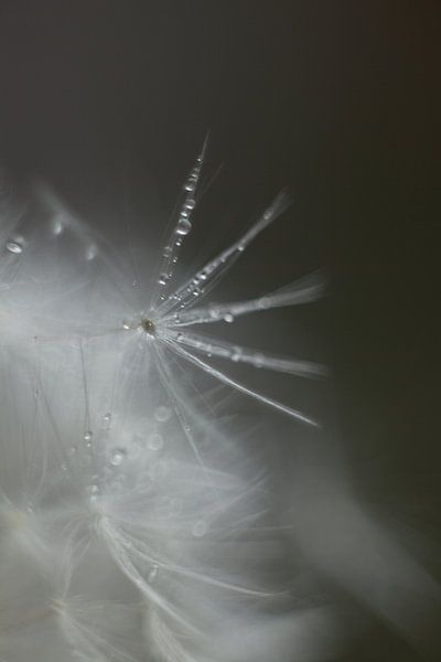 Pluis par Sandra Bastiaans