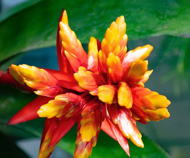 Fleurs par Truckpowerr